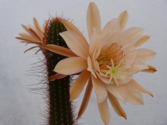 Hildewintera Humkes Honeymouth 