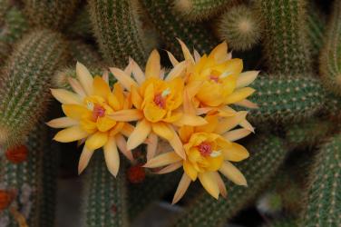 Hildewintera Humkes Kleine Gelbe 