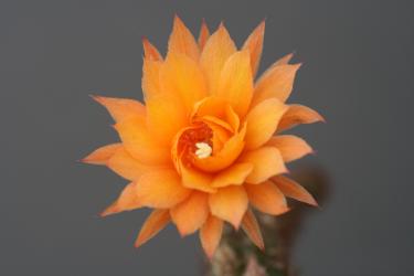 Hildewintera Humkes Röschen 