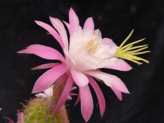 Hildewintera Nahepink 