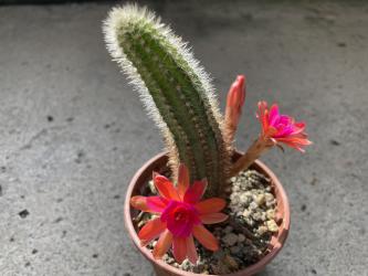 Hildewintera Pink Nooit 