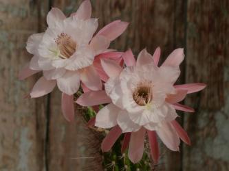 Hildewintera Rosa Bubi 