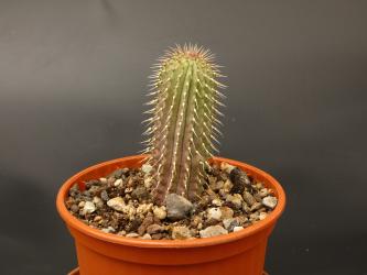 Hoodia currorii 