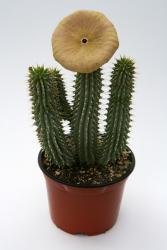 Hoodia gordonii % $ Kalahari, RSA 