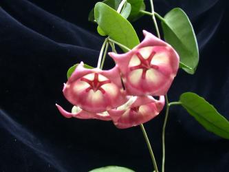 Hoya archboldiana IPPS1106 
