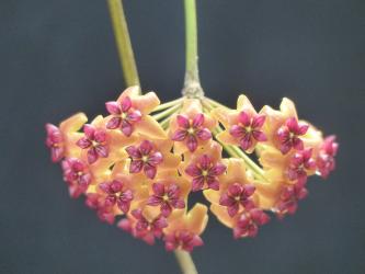 Hoya bordenii IPPS4217 