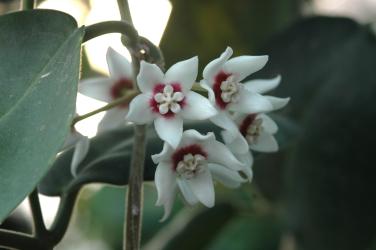Hoya calycina IPPS0229 