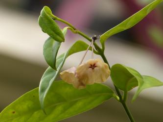 Hoya campanulata 