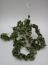 Hoya carnosa round leaf 