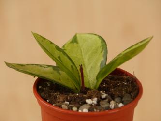 Hoya carnosa Tricolor 