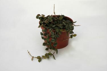 Hoya curtisii IPPS1779 
