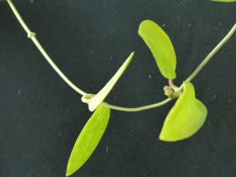 Hoya ellipilata big leaves 