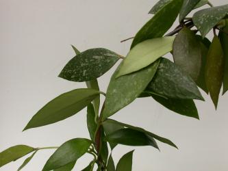 Kakteen Haage Hoya online kaufen