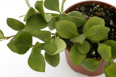 Hoya heuschkeliana IPPS3323 