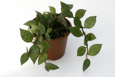 Hoya krohniana Eskimo 