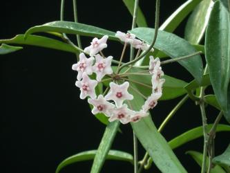 Hoya Minibell IPPS3531 