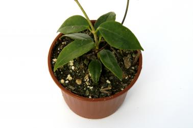 Hoya paziae IPPS9051 Philippines 