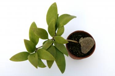 Hoya rigida aff. south of Thailand 