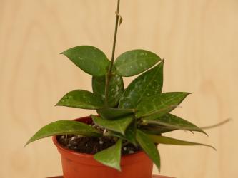 Hoya verticillata Black Margin 