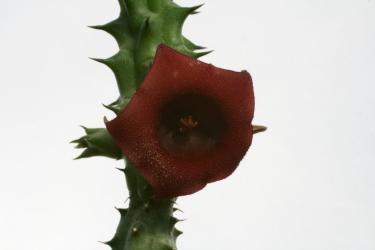 Huernia aspera 