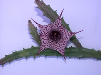 Huernia boleana 