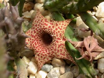 Huernia hystrix 