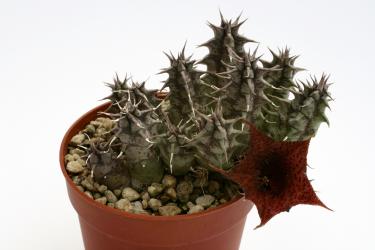 Huernia saudi-arabica 