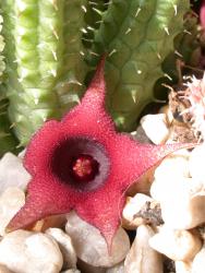 Huernia schneideriana Hybr. 