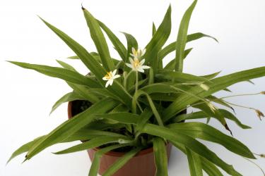 Hypoxis membranacea $ Südafrika 