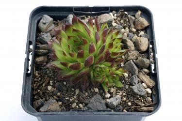 Jovibarba x nixonii Feuerrad *1 