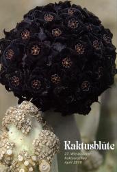 Kaktusblüte 2010 