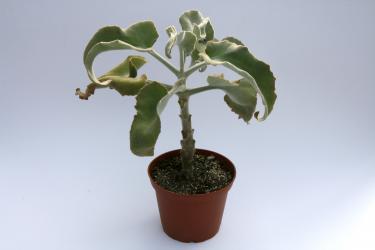 Kalanchoe beharensis 