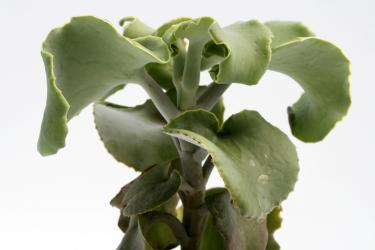 Kalanchoe beharensis v. subnuda 