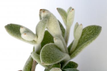 Kalanchoe eriophylla 
