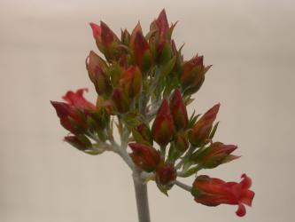 Kalanchoe hildebrandtii sw. Madagascar 