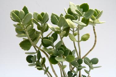 Kalanchoe millotii 