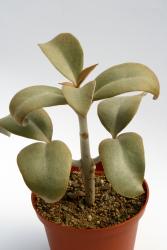 Kalanchoe orgyalis Madagascar 