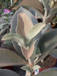 Kalanchoe orgyalis Madagascar 