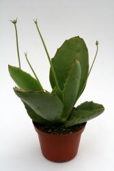 Kalanchoe synsepala Madagascar 