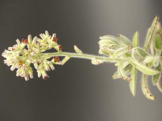 Kalanchoe tomentosa v. rauhii Madagascar 