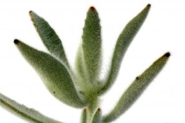 Kalanchoe tomentosa v. rauhii Madagascar 