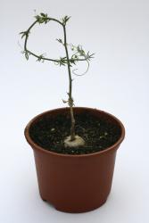 Kedrostis africana Y. Namibia and RSA (from Eastern to Western Cape) 