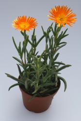 Lampranthus cv. orange Blüte 