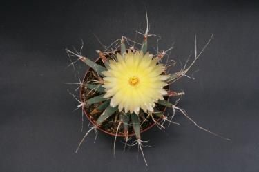 Leuchtenbergia principis % 