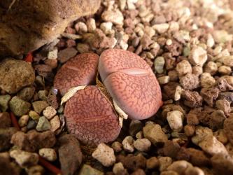 Lithops aucampiae C4 