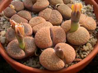 Lithops aucampiae ssp. koelemanii C16 35km nw. of Postmasburg, Cape Province, RSA 