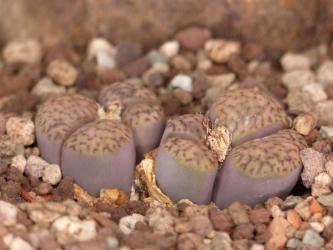 Lithops bromfieldii C57 