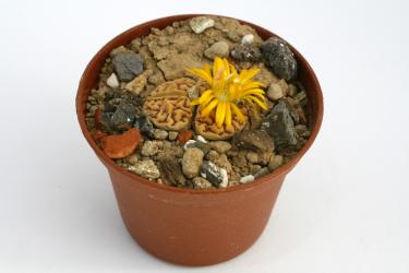 Lithops bromfieldii ssp. mennellii C44 25km ssw. of Upington, Cape Province, RSA 