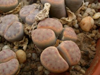 Lithops dinteri C206 40km sse. of Warmbad, Namibia 