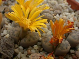 Lithops dinteri ssp. fredericii C180 30km nw. of Pofadder, Cape Province, RSA, TL 